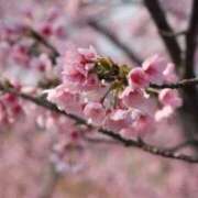 ヒメ日記 2025/03/30 16:13 投稿 せいら 北九州人妻倶楽部（三十路、四十路、五十路）