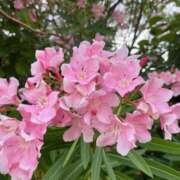 ヒメ日記 2025/07/30 12:51 投稿 せいら 北九州人妻倶楽部（三十路、四十路、五十路）