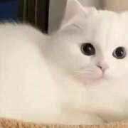 ヒメ日記 2026/01/09 00:44 投稿 せいら 北九州人妻倶楽部（三十路、四十路、五十路）