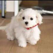 ヒメ日記 2026/01/09 00:52 投稿 せいら 北九州人妻倶楽部（三十路、四十路、五十路）