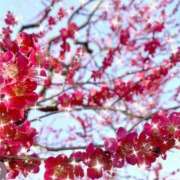 ヒメ日記 2026/01/21 21:24 投稿 華 東京人妻フォーシーズンズ