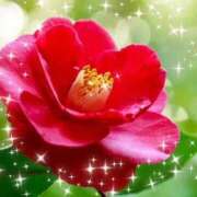 ヒメ日記 2026/01/24 13:44 投稿 華 東京人妻フォーシーズンズ