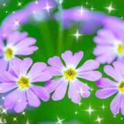 ヒメ日記 2026/01/31 09:04 投稿 華 東京人妻フォーシーズンズ