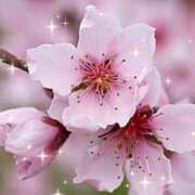 華 予定表 東京人妻フォーシーズンズ