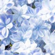 ヒメ日記 2026/04/08 08:50 投稿 華 東京人妻フォーシーズンズ