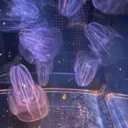 ヒメ日記 2025/03/06 02:48 投稿 のん LEXE ～レグゼ～