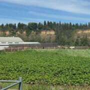 ヒメ日記 2026/02/19 18:50 投稿 もえぎ 逆電車ごっこ ～GLAMOROUS TRAIN～