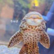 ヒメ日記 2025/09/19 20:40 投稿 ゆうな 逆電車ごっこ ～GLAMOROUS TRAIN～