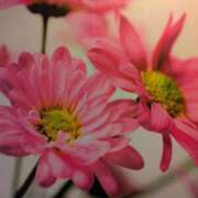 ヒメ日記 2025/04/20 22:03 投稿 夏亜(なつあ) 相模原人妻城