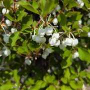 ヒメ日記 2025/04/21 23:33 投稿 夏亜(なつあ) 相模原人妻城