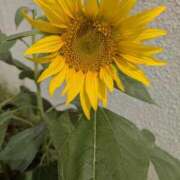 夏亜(なつあ) 【お礼写メ日記】シティヘブンの口コミありがと♥️ 相模原人妻城