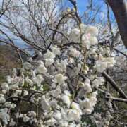 ヒメ日記 2026/03/30 00:18 投稿 夏亜(なつあ) 相模原人妻城