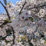 ヒメ日記 2026/04/08 12:33 投稿 夏亜(なつあ) 相模原人妻城