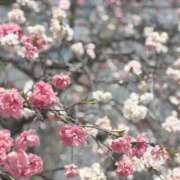 ヒメ日記 2026/04/01 10:24 投稿 もも すごいエステ 名古屋店