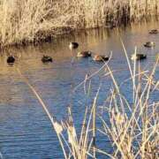 ヒメ日記 2026/03/15 21:16 投稿 はるひ 府中ダービー