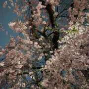 ヒメ日記 2026/03/17 21:30 投稿 はるひ 府中ダービー