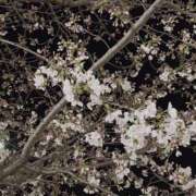 ヒメ日記 2026/03/19 21:53 投稿 はるひ 府中ダービー