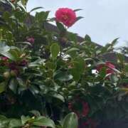 ヒメ日記 2026/03/22 22:00 投稿 はるひ 府中ダービー