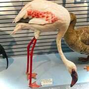 ヒメ日記 2026/03/25 23:18 投稿 はるひ 府中ダービー