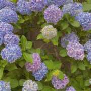 ヒメ日記 2026/04/04 19:58 投稿 はるひ 府中ダービー