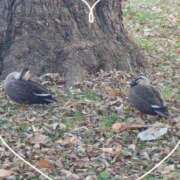 ヒメ日記 2025/11/18 16:32 投稿 かすみ BAD COMPANY 札幌