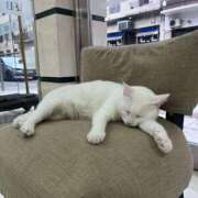 ヒメ日記 2026/04/04 21:29 投稿 芦屋 潤 セグレターリオ