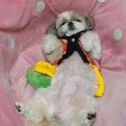 ヒメ日記 2025/05/11 01:15 投稿 あさひ 奥様電車