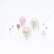 ヒメ日記 2025/04/27 17:33 投稿 羽菜(はな) グランドオペラ福岡