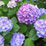 ヒメ日記 2025/06/15 09:27 投稿 きい 妻天 日本橋店