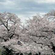 ヒメ日記 2025/04/07 10:18 投稿 玲(れい) 八王子人妻城