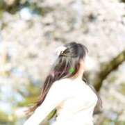 ヒメ日記 2025/04/09 11:52 投稿 愛川　さら 川崎南町人妻高級ソープ エル・カーヒル(ELCURHIL)秘密の刻