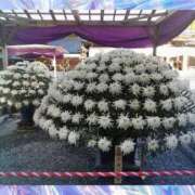 ヒメ日記 2025/11/16 12:04 投稿 ゆきの 熟女の風俗最終章 新潟店