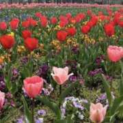 ゆきの 4月も宜しくお願いします♡ 熟女の風俗最終章 新潟店