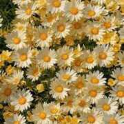 ヒメ日記 2025/05/12 00:00 投稿 ちな 大阪ぽっちゃりマニア 谷九店