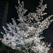 ヒメ日記 2026/04/01 16:58 投稿 ちな 大阪ぽっちゃりマニア 谷九店