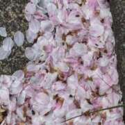 ヒメ日記 2026/04/07 16:24 投稿 三条つばき(さんじょうつばき) 五十路マダム福知山店(カサブランカグループ)