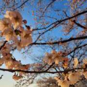 ヒメ日記 2025/04/12 10:50 投稿 ともか 美人百華（びじんひゃっか）