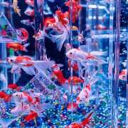 ヒメ日記 2025/09/20 12:41 投稿 まき スチュワーデス