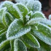 ヒメ日記 2026/01/21 23:20 投稿 あやか パンドラ(上野)