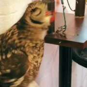 ヒメ日記 2025/07/11 09:18 投稿 石原 香織 Canx2京都店