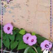 しぐれ こんにちは 熟女家 豊中蛍池店