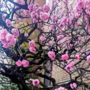 ヒメ日記 2026/03/28 08:05 投稿 米倉ももこ キュア＆マジック