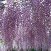 ヒメ日記 2026/04/27 17:53 投稿 米倉ももこ キュア＆マジック