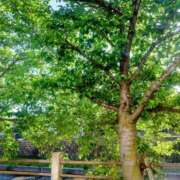 ヒメ日記 2026/05/20 08:04 投稿 米倉ももこ キュア＆マジック