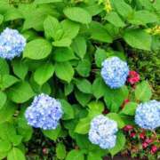 ヒメ日記 2026/05/29 13:34 投稿 米倉ももこ キュア＆マジック
