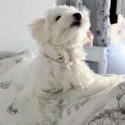 ヒメ日記 2024/12/22 07:36 投稿 しずく 川崎ソープ　クリスタル京都南町