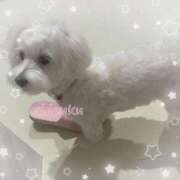 ヒメ日記 2025/04/15 14:16 投稿 しずく 川崎ソープ　クリスタル京都南町