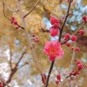 ヒメ日記 2025/02/13 17:25 投稿 ゆうき 奥様電車