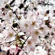 ヒメ日記 2025/04/01 22:06 投稿 さらさ ニュー不夜城