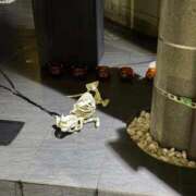 ヒメ日記 2025/10/25 01:16 投稿 さらさ ニュー不夜城